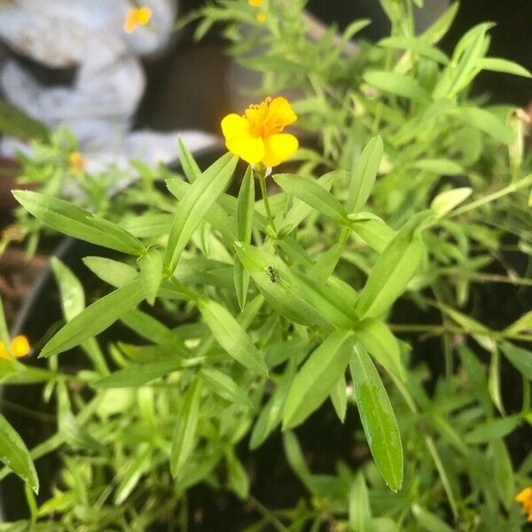 Tagetes lucida Žiedas