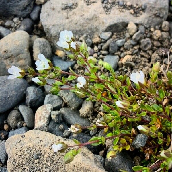 Arenaria norvegica Flower