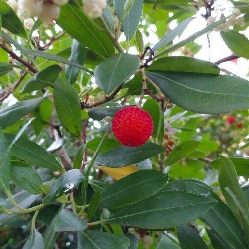 Arbutus unedo Fruitua