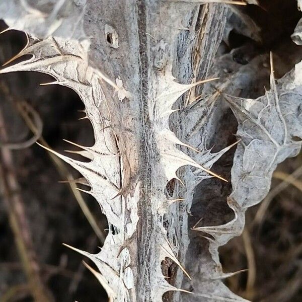 Onopordum acanthium Bark