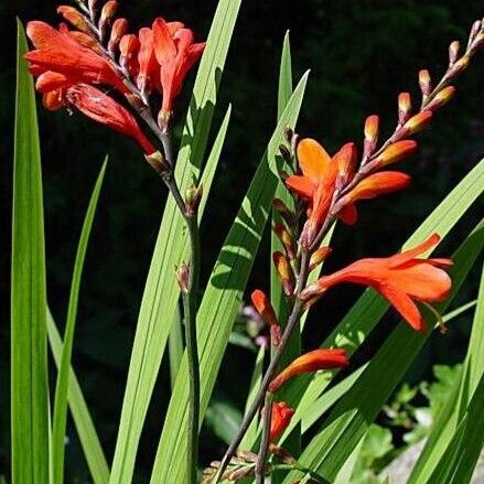 Crocosmia × crocosmiiflora Lorea