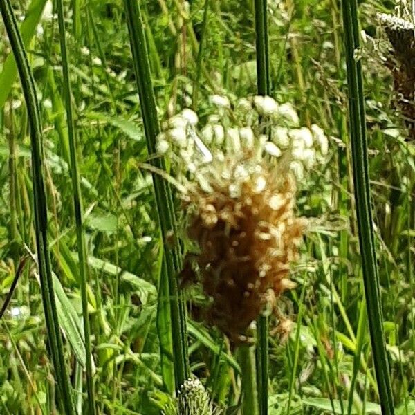 Plantago argentea Flower