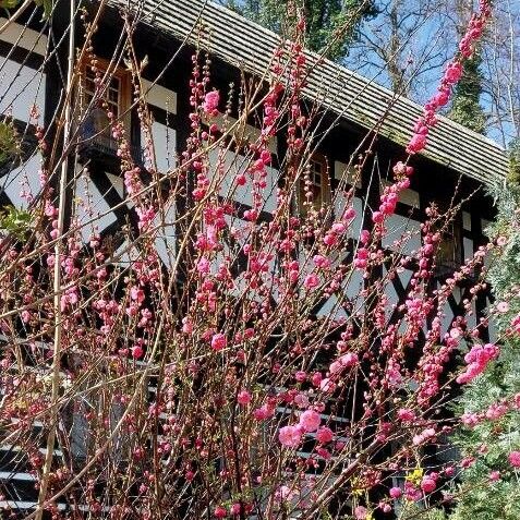 Prunus triloba (Flowering almond)