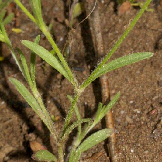 Silene scabriflora Bark