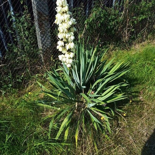 Yucca filamentosa Цветок