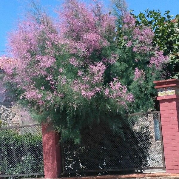 Tamarix ramosissima Flower