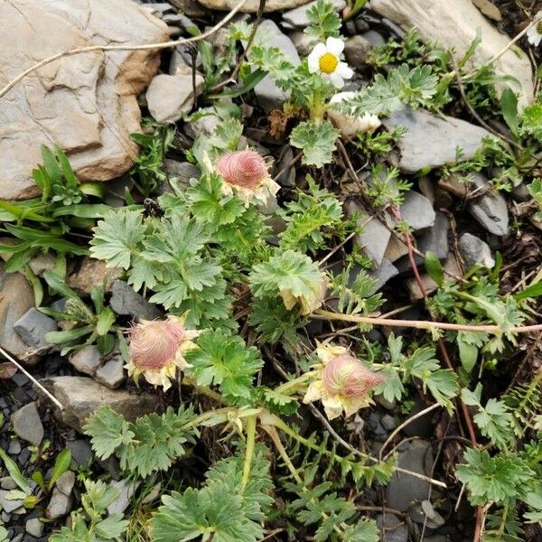 Geum reptans عادت