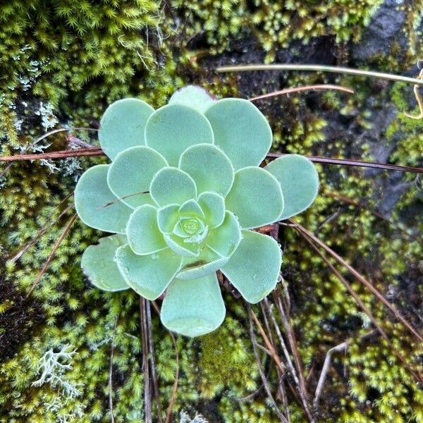 Aeonium aizoon Blad