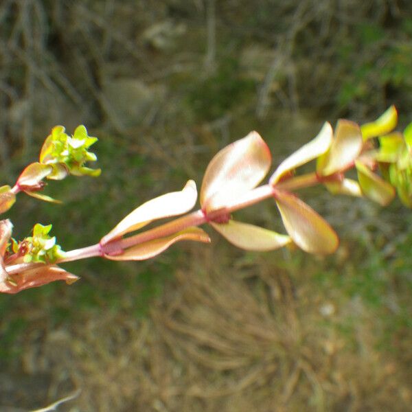 Lythrum borysthenicum Blatt