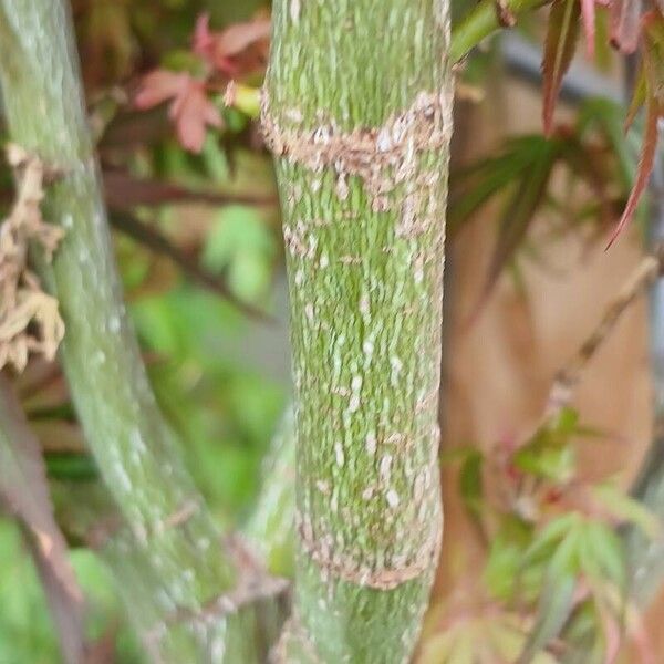 Acer palmatum چھال