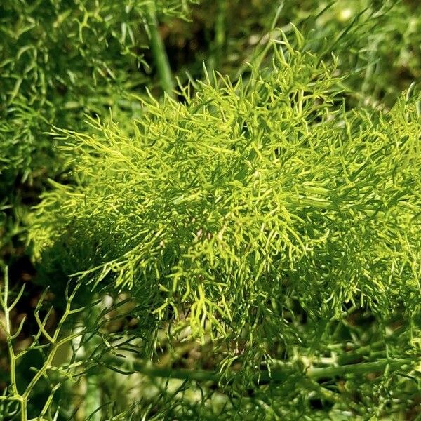 Foeniculum vulgare पत्ता