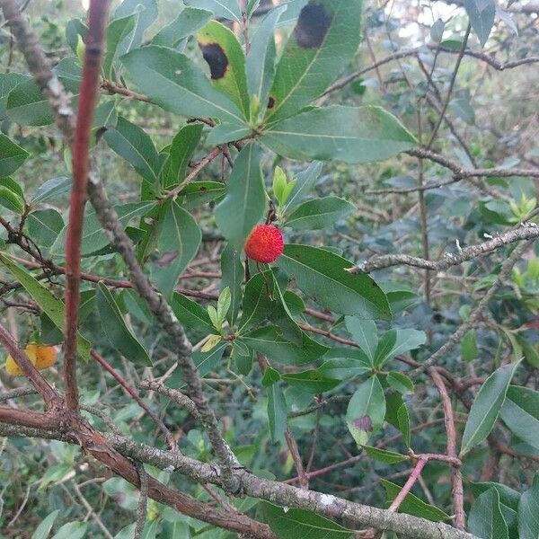 Arbutus andrachne ফল