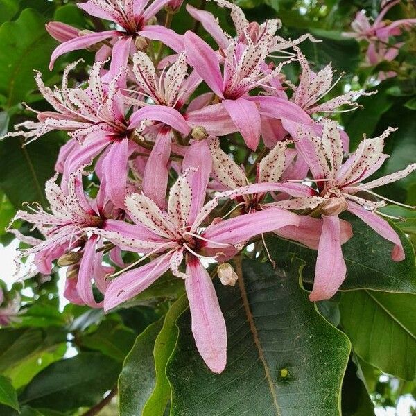 Calodendrum capense Blomma