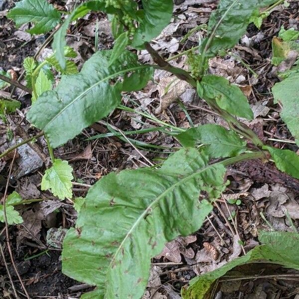 Rumex aquaticus Leaf