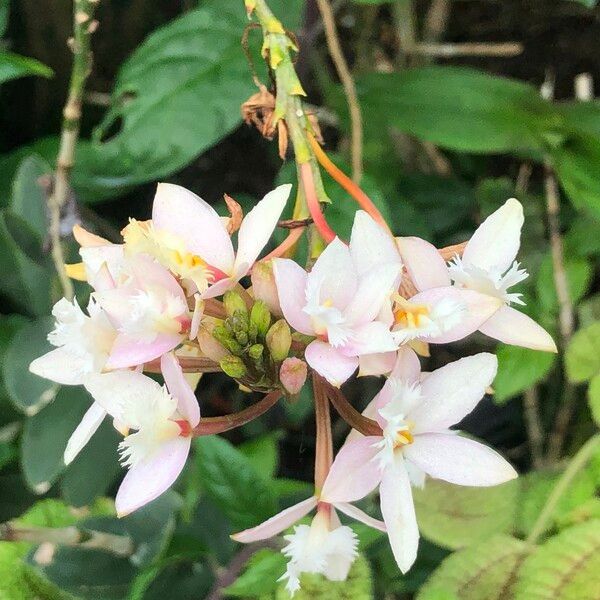 Epidendrum spp. Květ