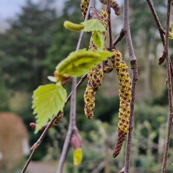 Betula pendula Φύλλο