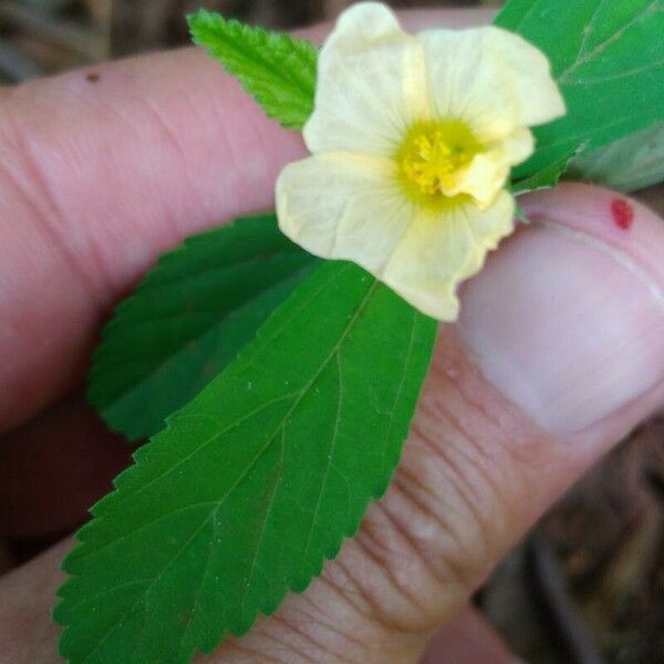 Sida acuta Leaf