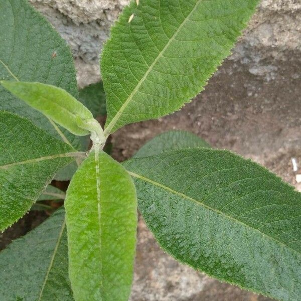 Blumea balsamifera Frunză