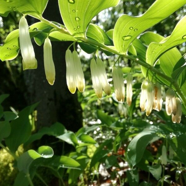 Polygonatum odoratum Кветка