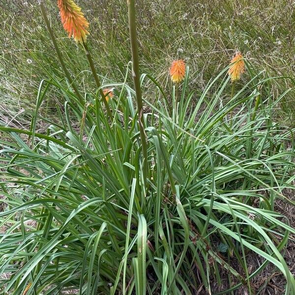 Kniphofia uvaria Blad