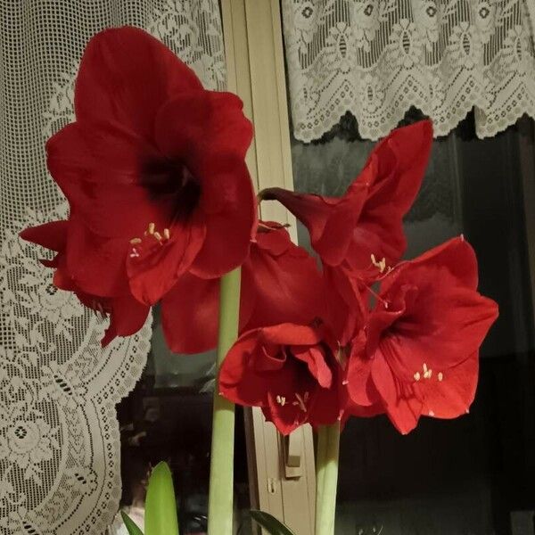 Hippeastrum reginae Kvet