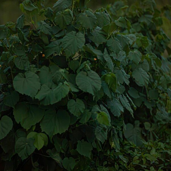 Abutilon indicum Habit