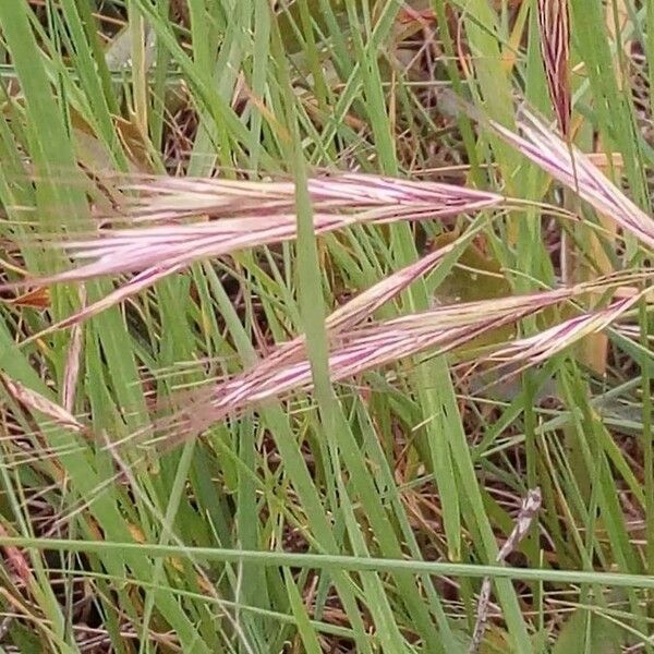 Bromus racemosus Plod