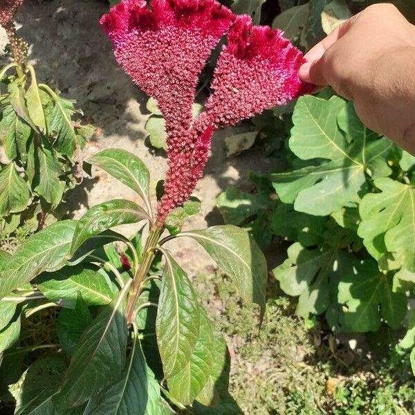 Amaranthus hypochondriacus Blüte