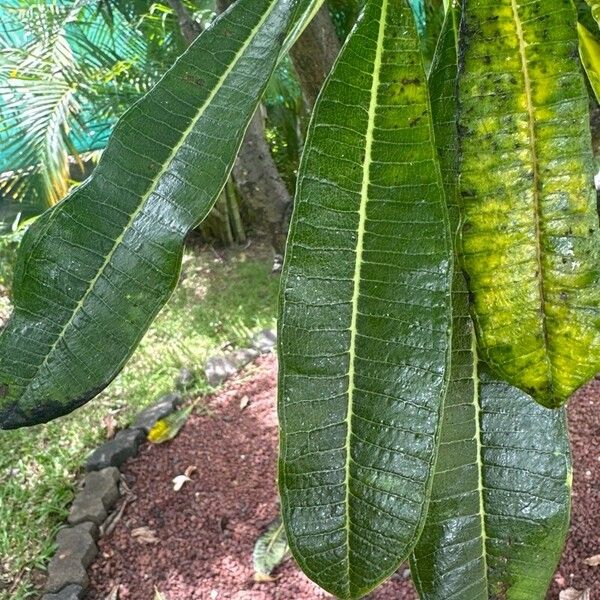 Plumeria obtusa Leaf