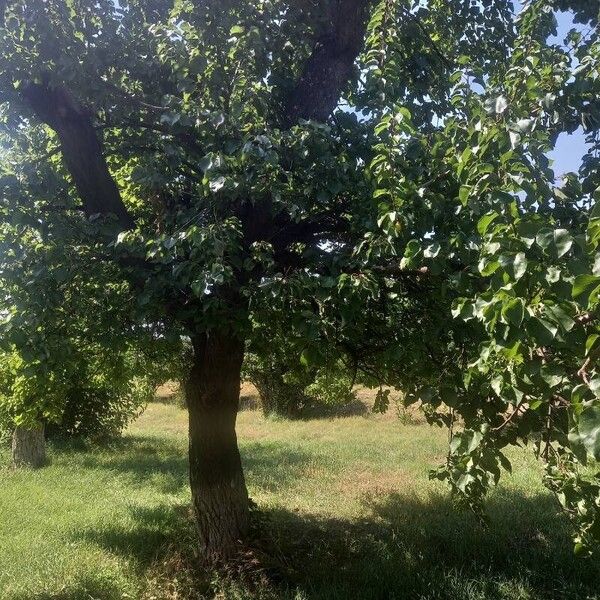 Prunus armeniaca Hàbitat