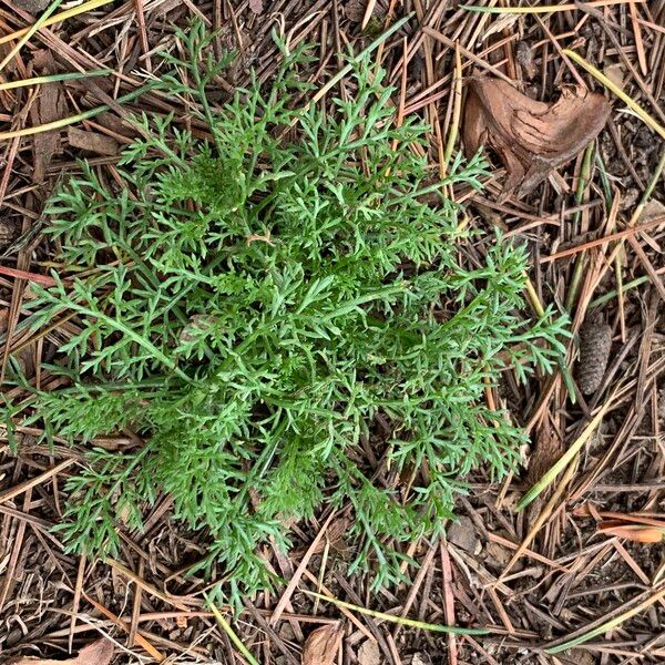 Soliva sessilis Leaf