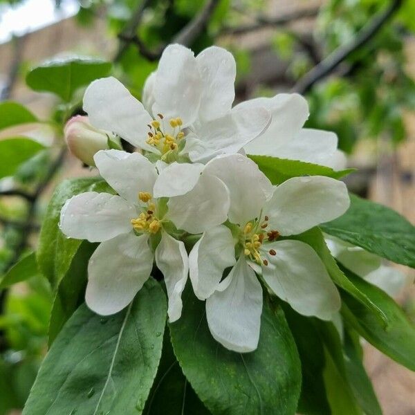 Malus spectabilis Blomma