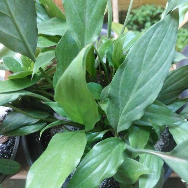 Spathiphyllum wallisii 葉