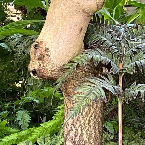 Myrica faya പുറംതൊലി