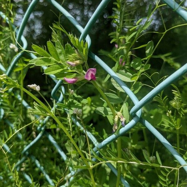 Vicia sativa Blüte