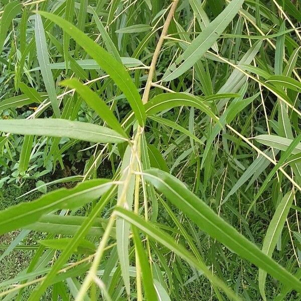 Salix nigra Leaf