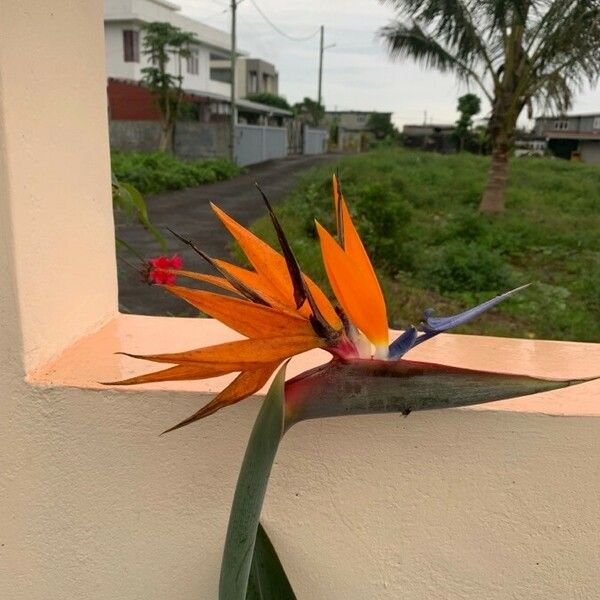 Strelitzia reginae Květ