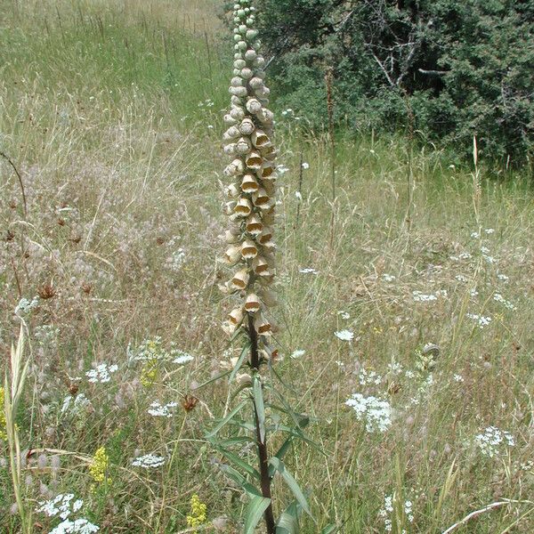 Digitalis ferruginea অভ্যাস