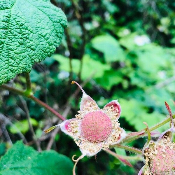 Rubus parviflorus ফল