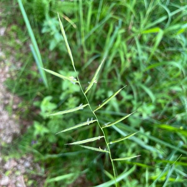 Brachypodium pinnatum Staniste