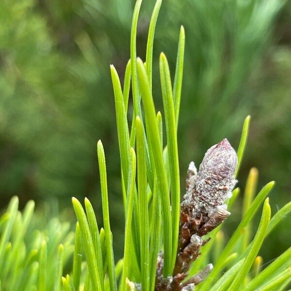 Pinus mugo Лист