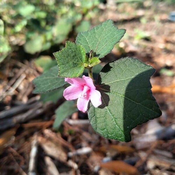 Urena lobata Flower