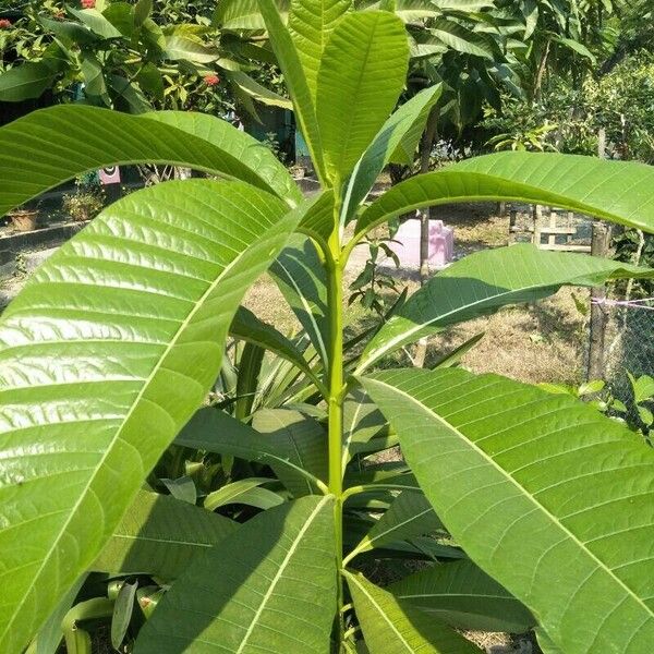 Alstonia macrophylla خشب