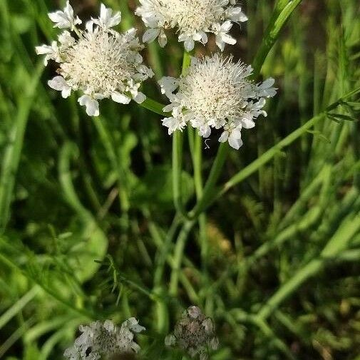 Oenanthe fistulosa Flower