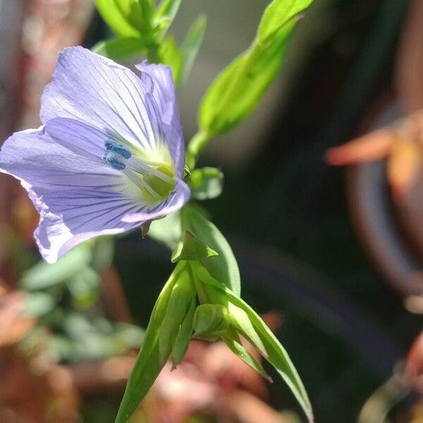 Linum usitatissimum Flower