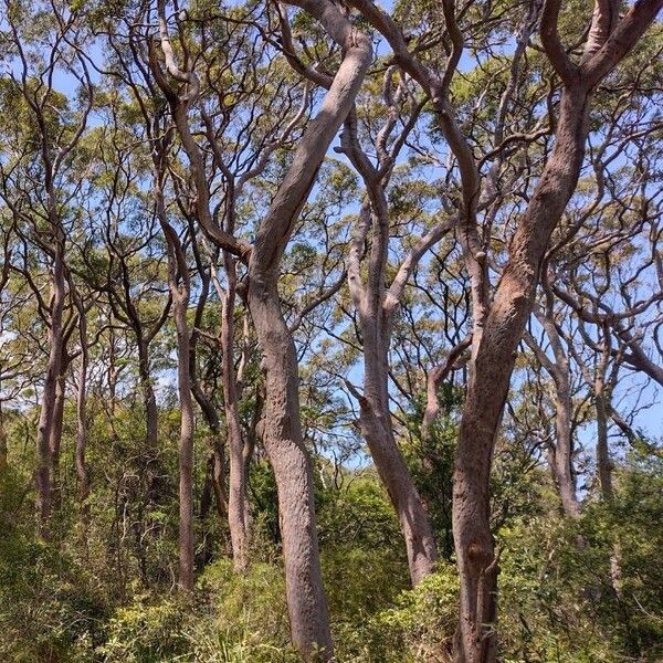 Angophora costata Συνήθη χαρακτηριστικά