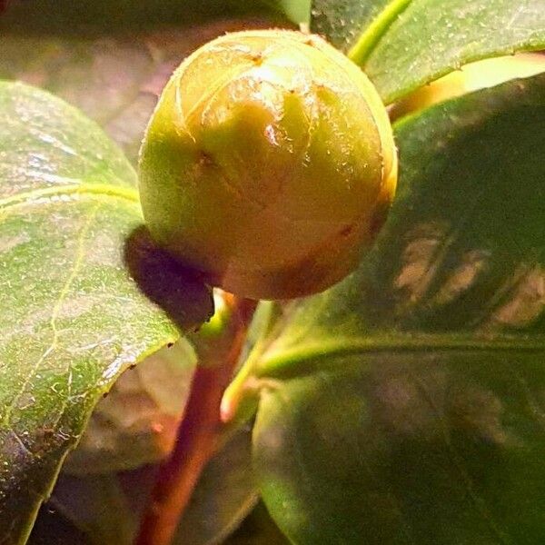 Camellia japonica Flor