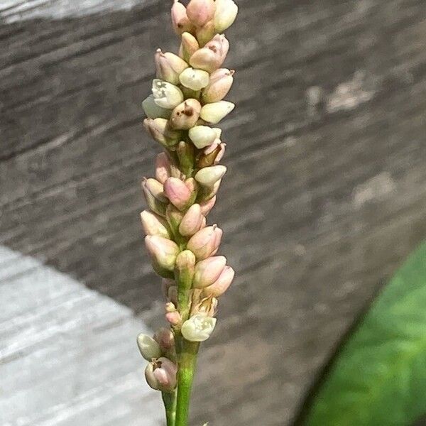 Persicaria lapathifolia 花