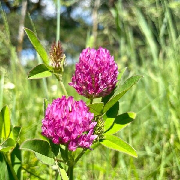 Trifolium alpestre Цветок