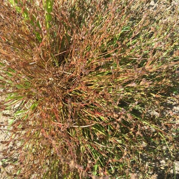 Juncus bufonius 花